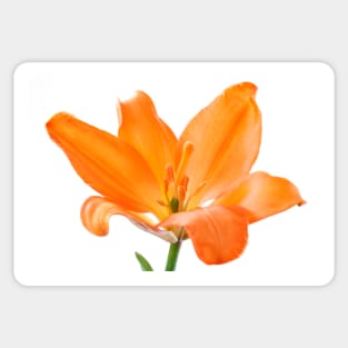 Lilium  'Stainless Steel'  Asiatic lily Sticker